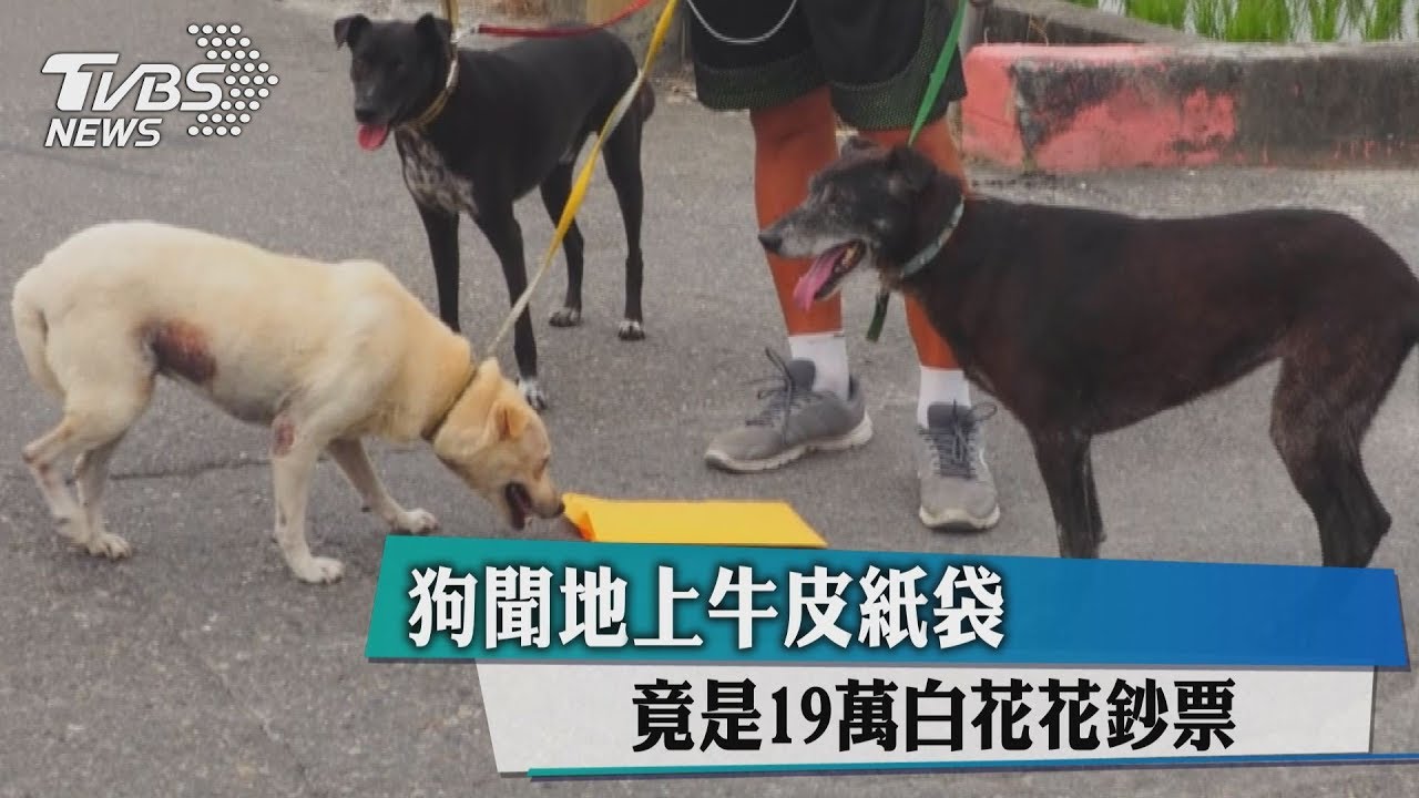 狗聞地上牛皮紙袋 竟是19萬白花花鈔票