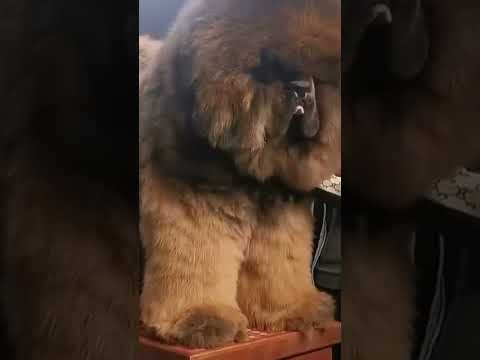 #BIG DOG .#viral #viralvideo #dog