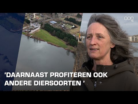 Gaan de vleermuizen uit Suikerunieterrein verkassen naar het Westpark?