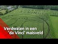 Unieke beelden van enorm maisdoolhof in Prinsenbeek