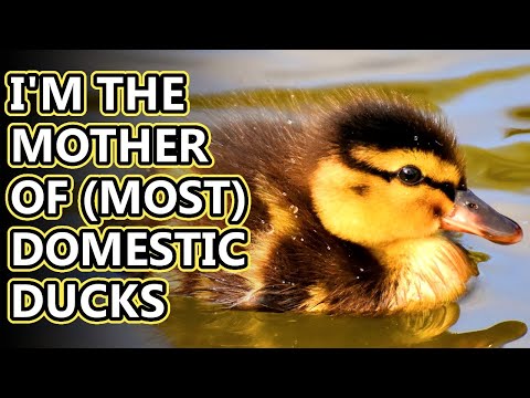 , title : 'Mallard facts: the most common duck | Animal Fact Files'