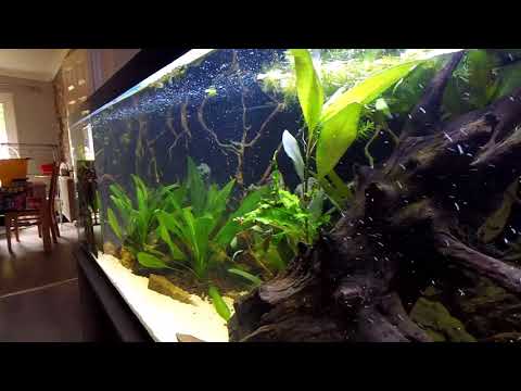 Str8 Shrimpins Congo River Biotope