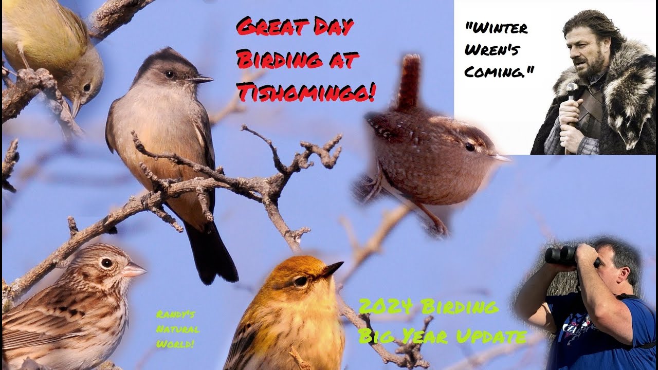 Birding Big Year Update: Winter Wren-demption!