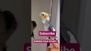 Download lagu falk nyanyi lagu solawat #burung #falknyanyi #parkitaustrali #falk #burungfalk #birdssong #cocatiel mp3