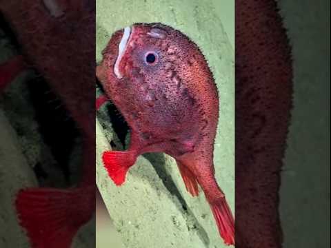 Coffinfish: The Deep-Sea’s Bioluminescent Enigma with a Ghostly Glow 🌊💡👻