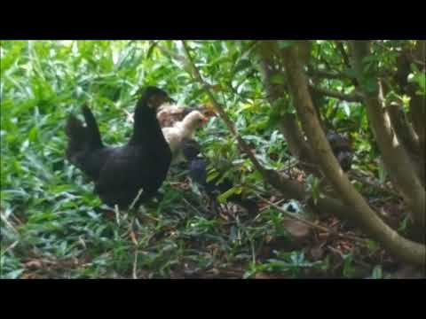 Os Pintinhos já estão bem Grandinhos/ A Família da Galinha-Mãe Protetora