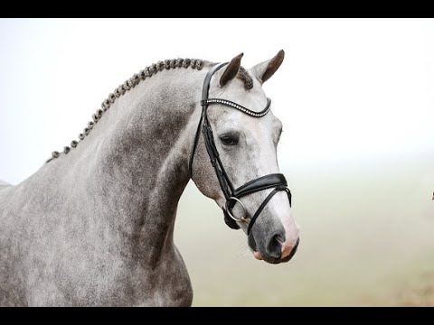 For Planet (For Pleasure/Cornet Obolensky/Ramiro's Son)