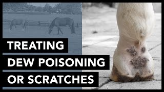 Quick Tip: Treating Dew Poisoning/Scratches