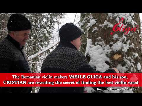 The Romanian Luthiers VASILE GLIGA and His Son, CRISTIAN- finding the best wood for making violins