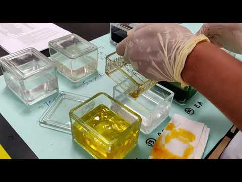 Pap staining procedure for cytology