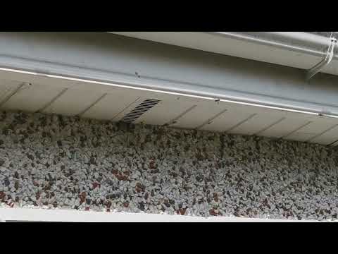 Wasp Nest Treatment & Removal - Image 2