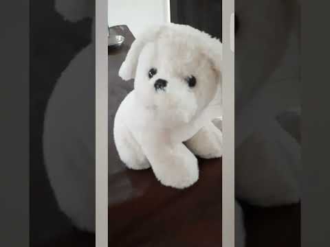 My doggy! #cute #toydogs