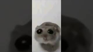 Download lagu Sad mouse with violin mp3