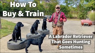 How To Buy & Train A Labrador Retriever Puppy To Go Hunting Sometimes