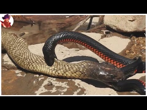 Los 16 Mejores Momentos De Peleas Entre Serpientes