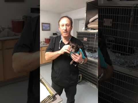 Update on a Pup with Meningitis