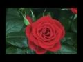 Regina Spektor - No Surprises