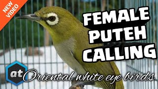 Download lagu FEMALE MATA PUTEH CALL   PLECI AURIVENTER BETINA MEMANGGIL JANTAN mp3