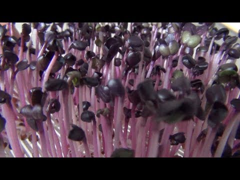 Teil 27b: Rettich - Anleitung für Sprossen, Keimlinge & Grünkraut