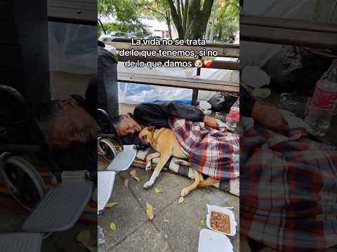 Con su casita nueva no volverán a mojarse más 🐶❤️‍🩹 #animales #perros #perritos #dog #dog