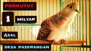 Download lagu Perkutut 1 Milyar || Suaranya Merdu Asal Desa Paserangan Serang Pas Buat Masteran Bangkok Muda Bahan mp3