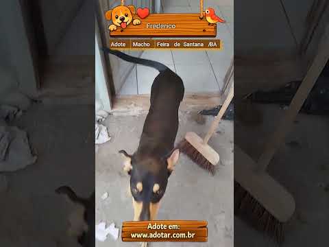 Vídeo de Frederico