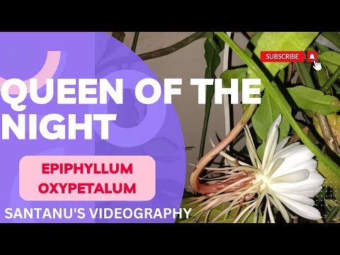 Queen of the night | Ocypetalum | Epiphyllum | bromha flower | @santanu's videography