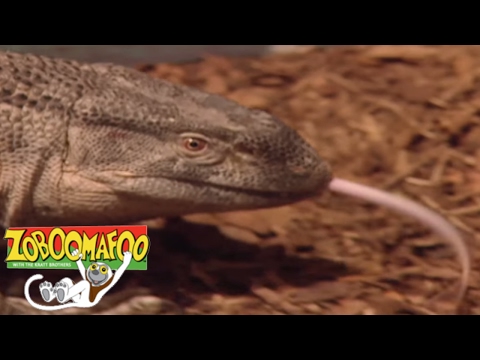 🐒 Zoboomafoo🐒 Season 1 Episode 3 Dinosaurs | HD | Full Episode