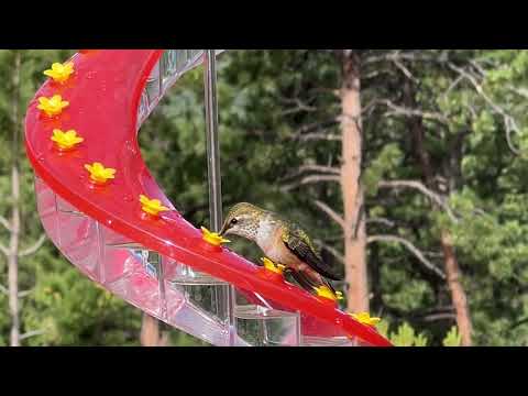 Cascade® Helix Hummingbird Feeder with Female Broad-Tailed Hummingbird