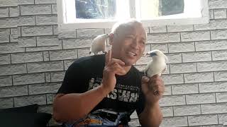 Download lagu #CNBANDUNG #BURUNGJALAK   VIRAL VIDEO BURUNG JALAK BALI JINAK mp3