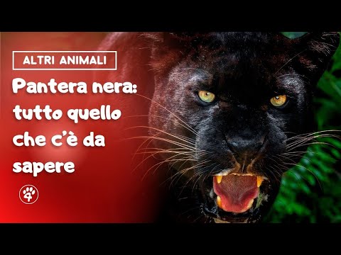 La pantera nera: tutto quello che c'è da sapere | Amoreaquattrozampe.it