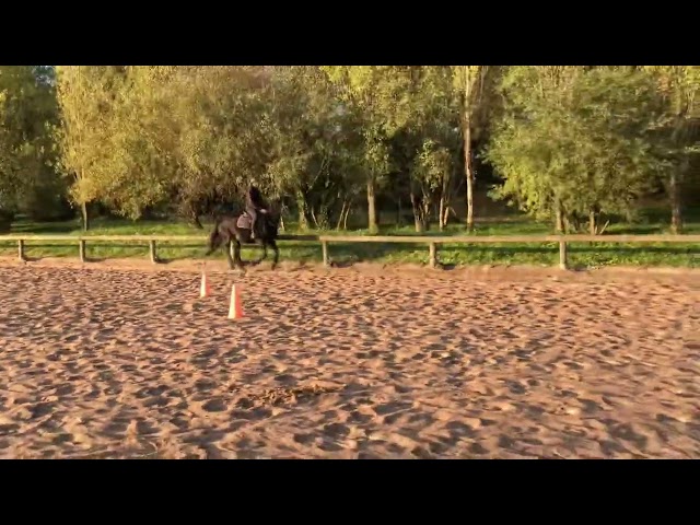 Jument porteuse et gentille 156 CM