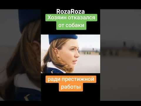 #shortsvideo#животные#преданность#кино#Ради престижной работы отказался от своего друга...