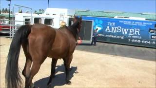 Red Bucket Equine Rescue Saves Another Horse From Riverside County Animal Services