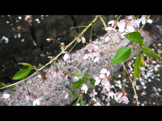 2025 [Kakunodate Cherry Blossoms] Blooming Status May 3rd