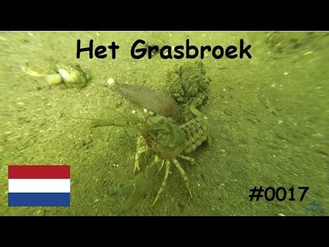 0017 Duiken Het Grasbroek Bornerbroek 2016