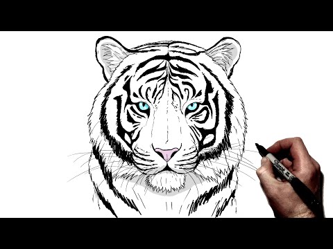How To Draw A White Tiger | Step By Step |