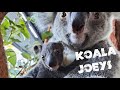 Koala Joeys Pap Feeding