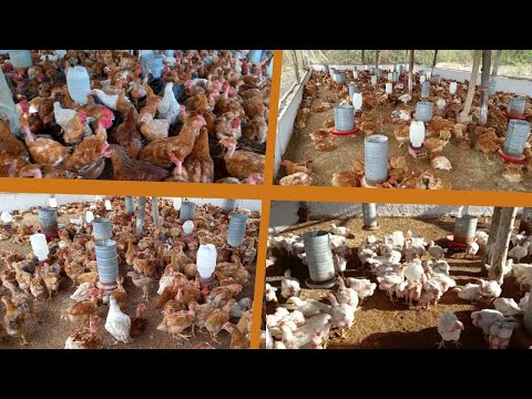 Criação de frango p/ corte, caipirão, venda p/merenda escolar, agricultura familiar...
