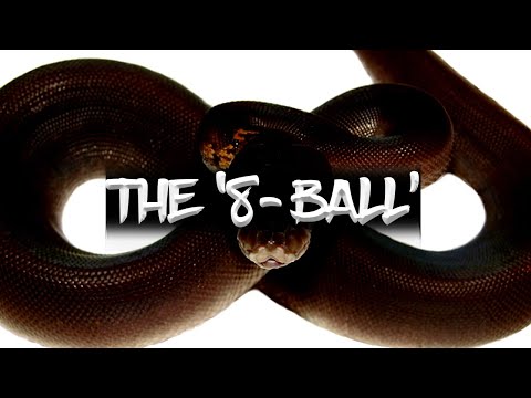 The '8-Ball' Ball Python