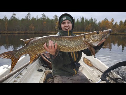 Iso hauki pienestä lammesta | Hauen kalastus | Perhokalastus
