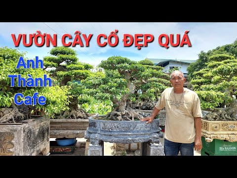 LẦN ĐẦU thăm vườn CÂY CỔ RẤT ĐẸP của anh THÀNH cafe NINH BÌNH .
