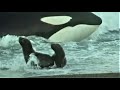 Deadly Killer Whale Moments Top 5 BBC Earth
