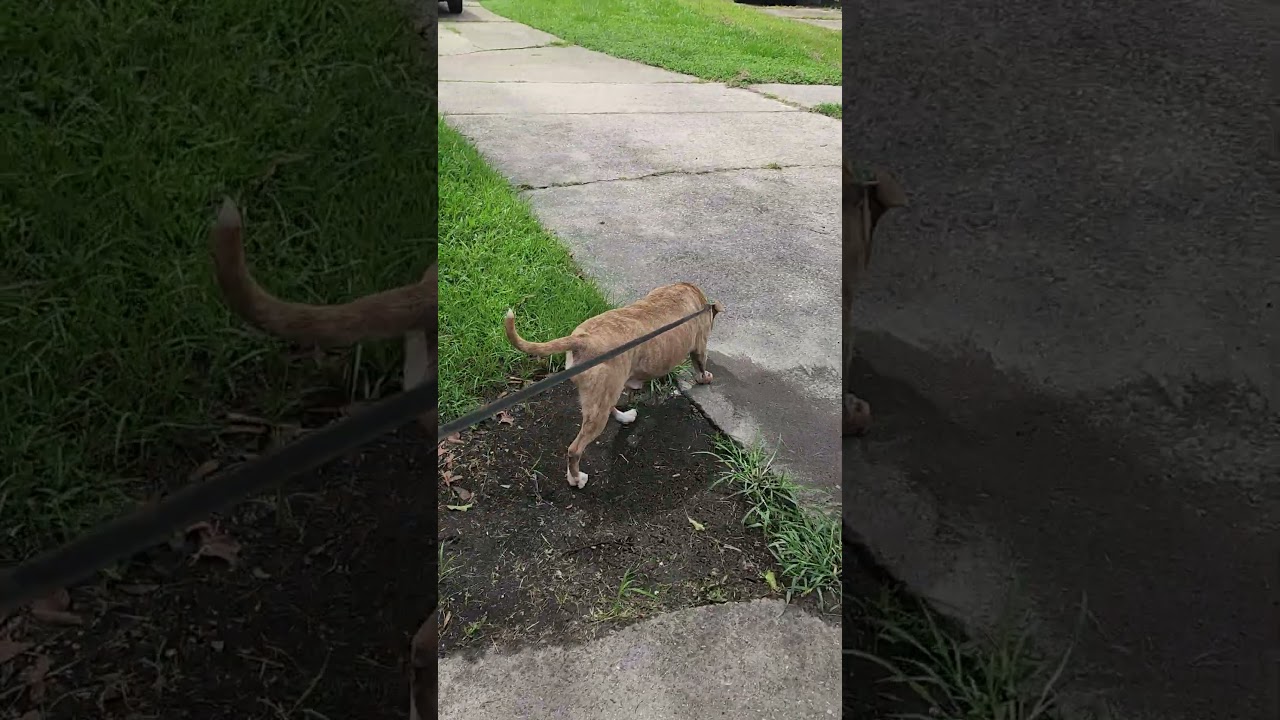 Enlarge Mia, a ADOPTABLE mixed breed in Slidell, LA video 4/5