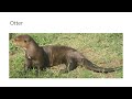 Animal Alphabet