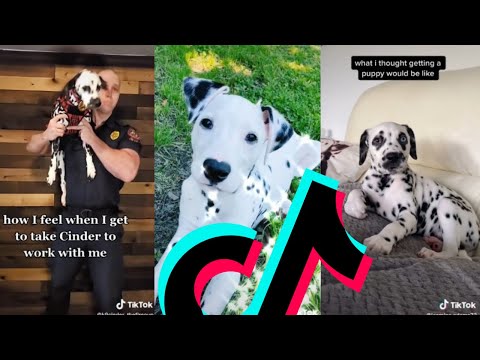 Most Amazing Dalmatian TikTok Compilation | Dogs Of TikTok