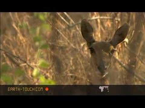 Antelope on the mountain