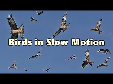 Birds Flying in Slow Motion ⭐ 8 HOURS ⭐
