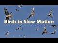 Birds Flying In Slow Motion 8 HOURS