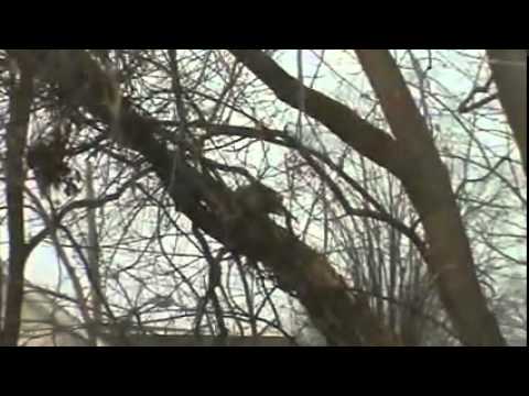 jonathan and darlene edwards performing TIPTOE THROUGH THE TULIPS